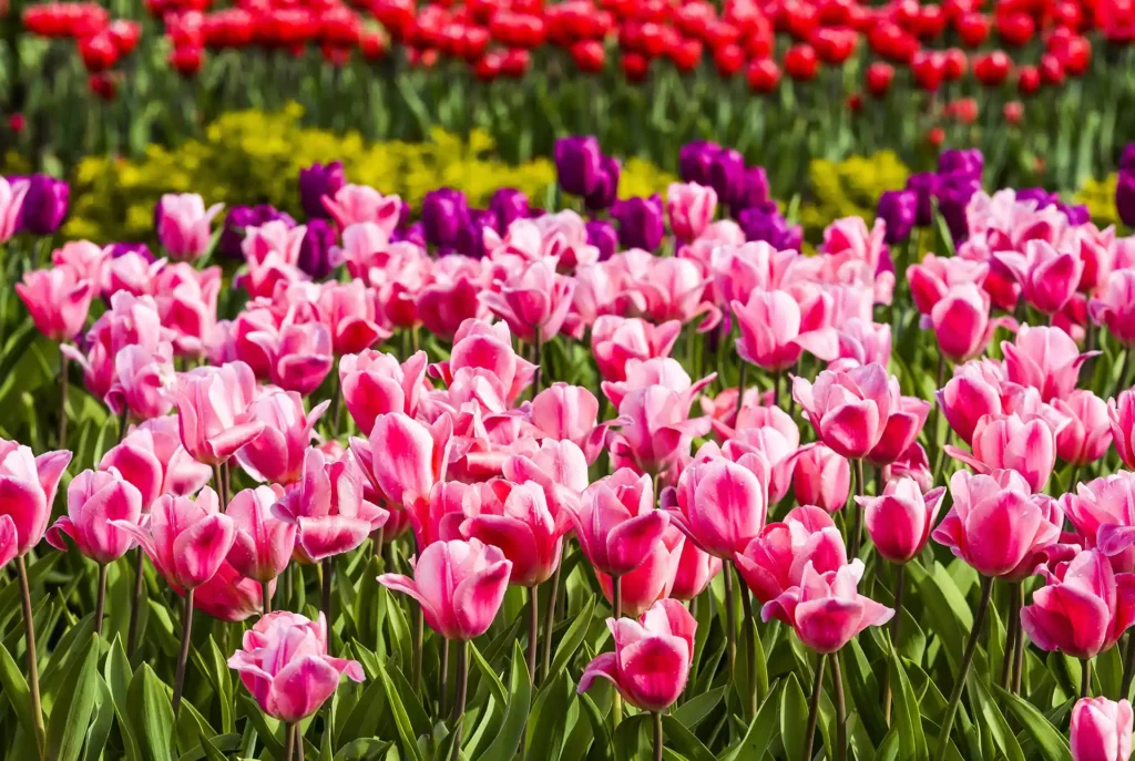 Fakten über die Türkei: Tulpen