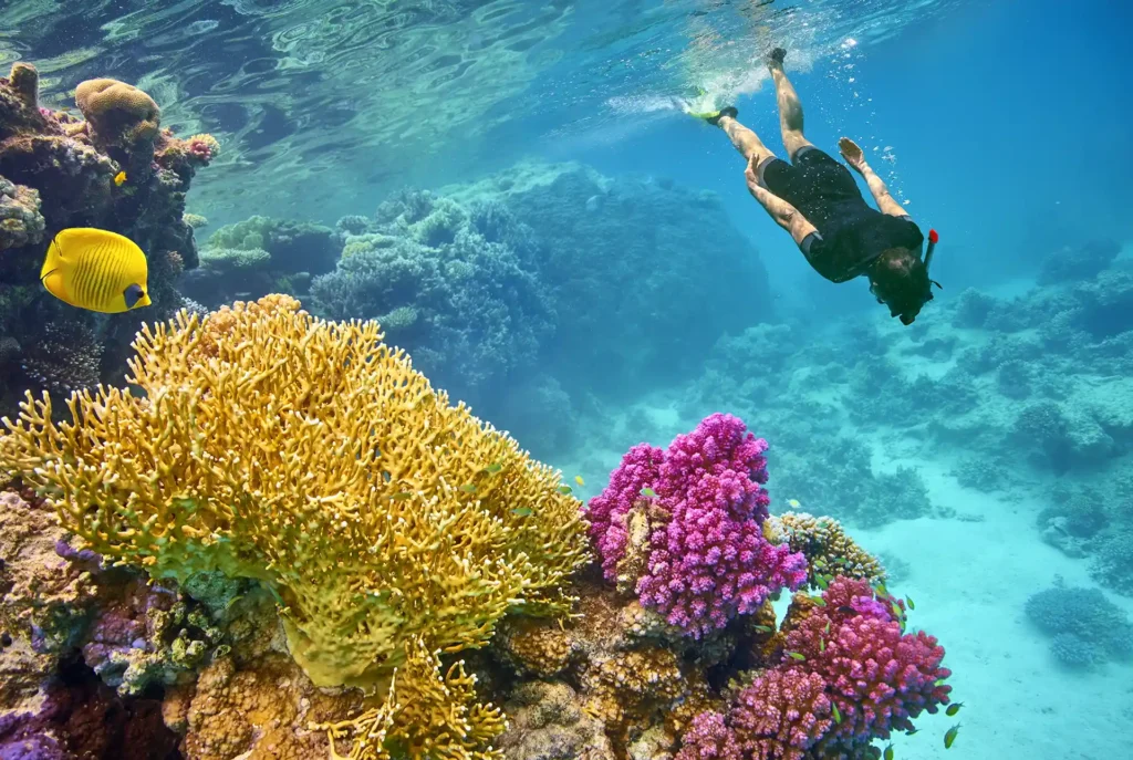 Marsa Alam: Unterwasserwelt